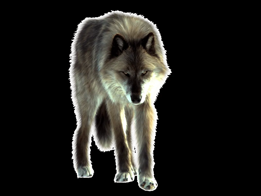 PNG Wolf by ITSDura on DeviantArt