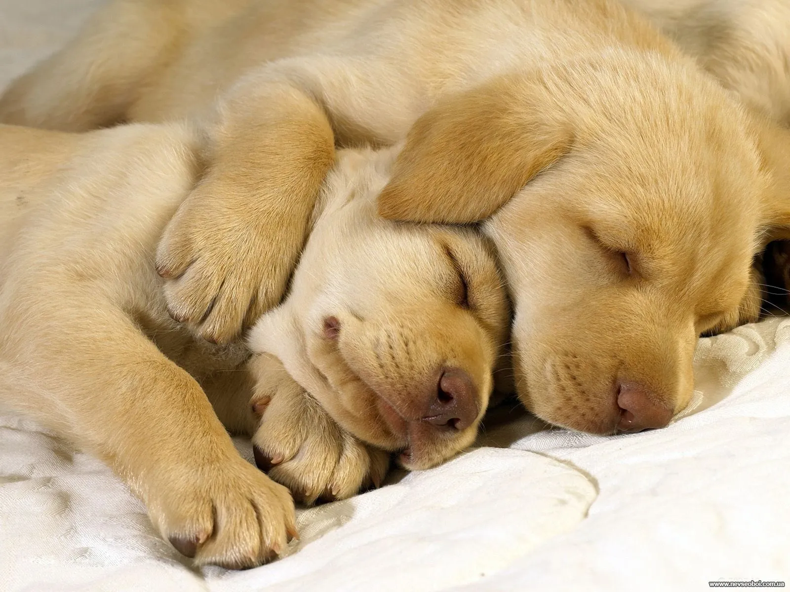 DE TODO UN POCO: EL TOP 10 DE LOS ANIMALES DURMIENDO !!.. Video.