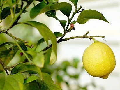 Poda de frutales para una buena cosecha | Cuidar de tus plantas es ...