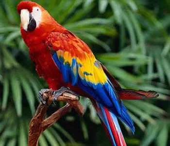 Poderosos Colores: ¿ Por qué las aves ven tan bien los colores?