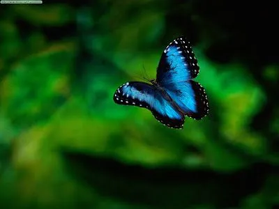 Poderosos Colores: ¿ Qué tienen en común las mariposas Morpho y ...