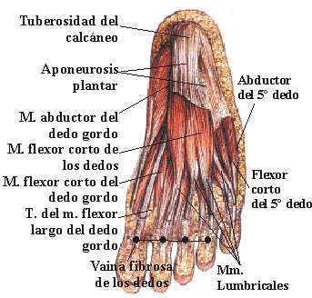 PodoSaludEduca: Recordatorio anatómico.