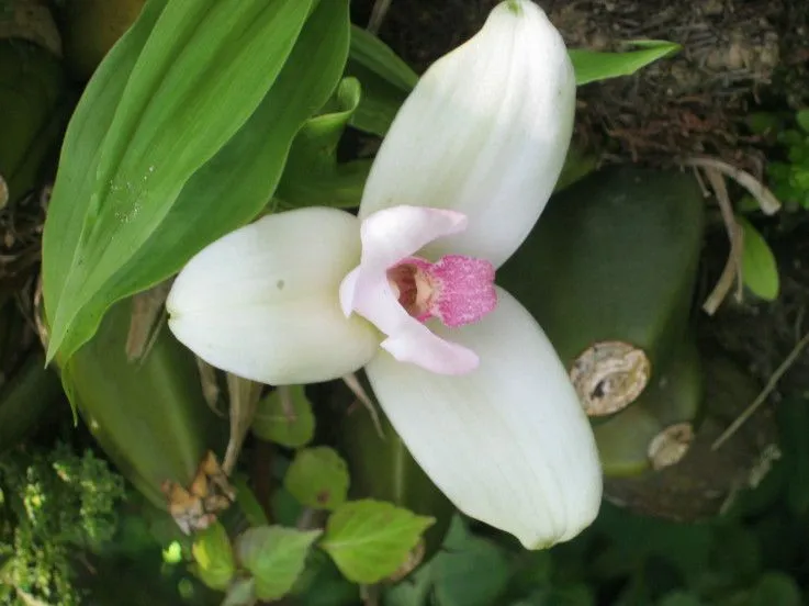 POEMA BELLA MONJA BLANCA DE GUATEMALA | POEMAS DE AMOR- BLOG DE POESÍA