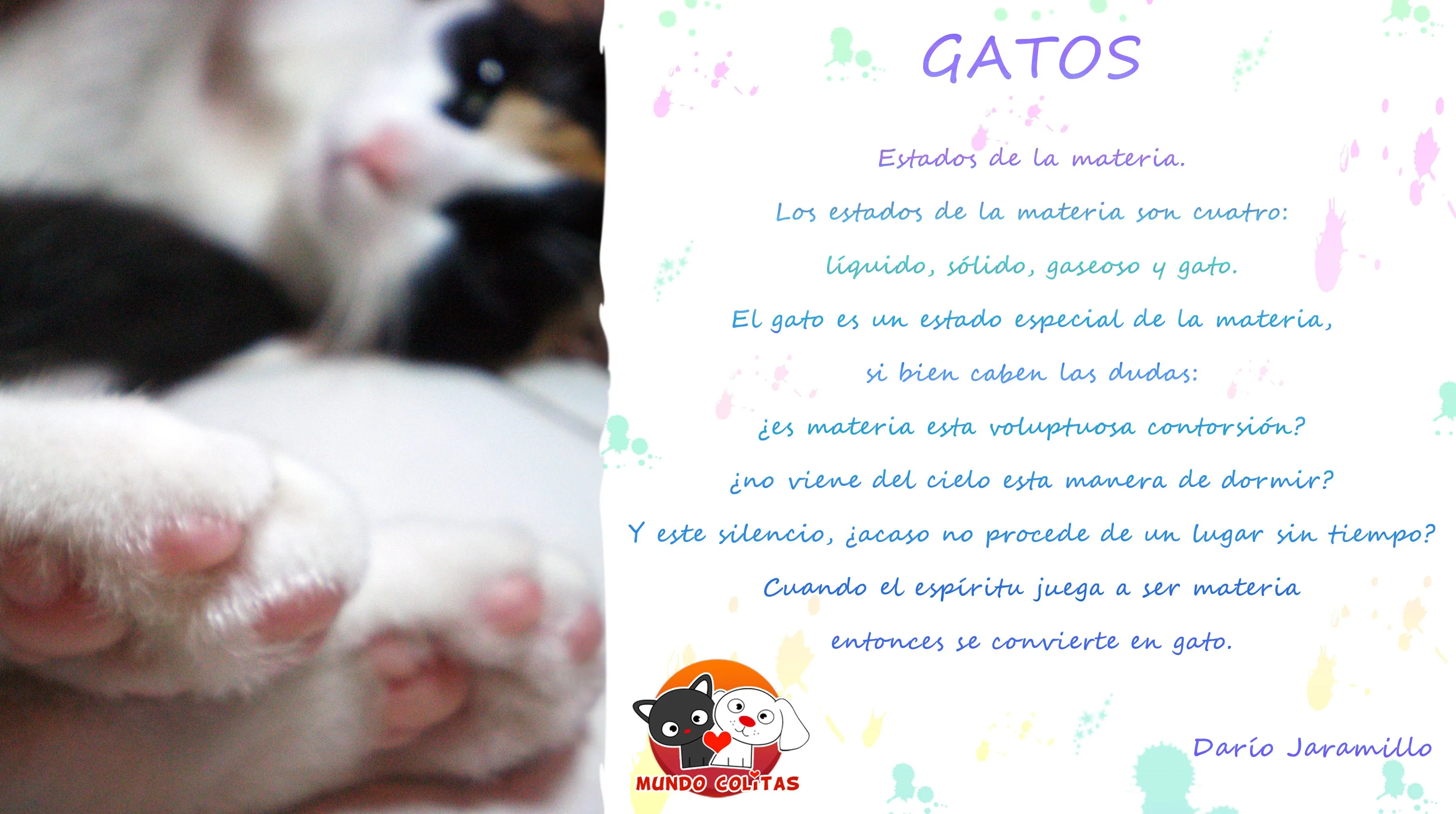 Poema: Gatos por Darío Jaramillo | Mundo Colitas