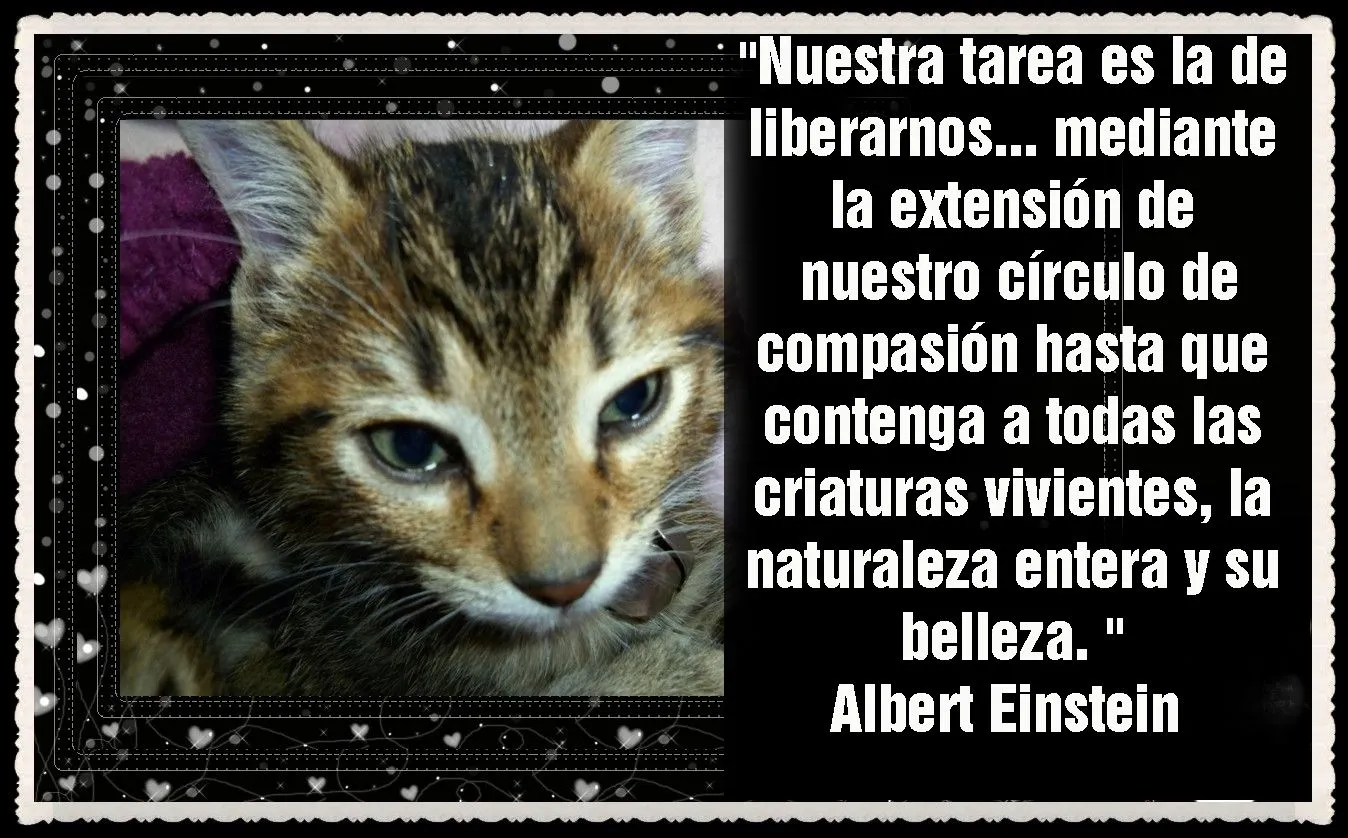 INSTEIN – EL GUARDIAN DEL TEMPLO AN GAN GATOS (25 ...