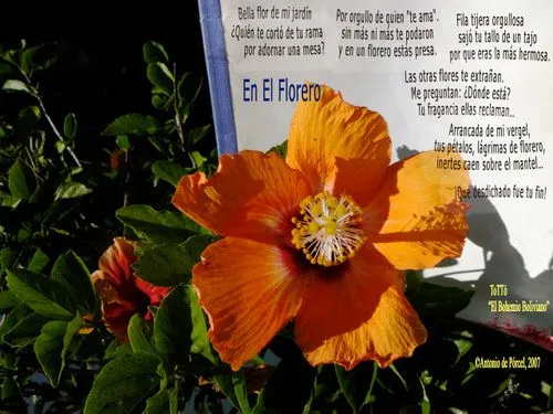 Poemas para mi sobrino - Imagui