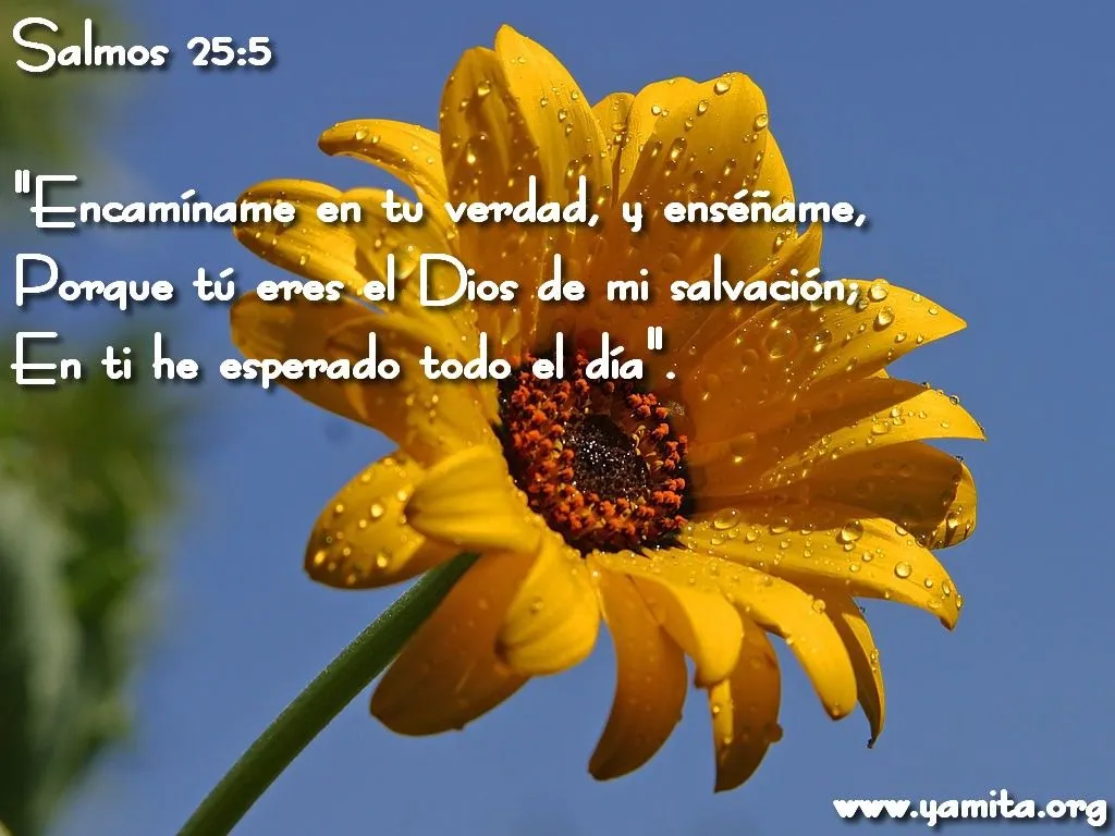 POEMAS,REFLEXIONES Y PENSAMIENTOS CRISTIANOS.: EL ÁGUILA Y LA TORTUGA. POEMAS,REFLEXIONES Y PENSAMIENTOS CRISTIANOS.: EL ÁGUILA Y LA TORTUGA.