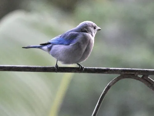 Poesía -nos queda la palabra-: LOS PAJAROS AZULES