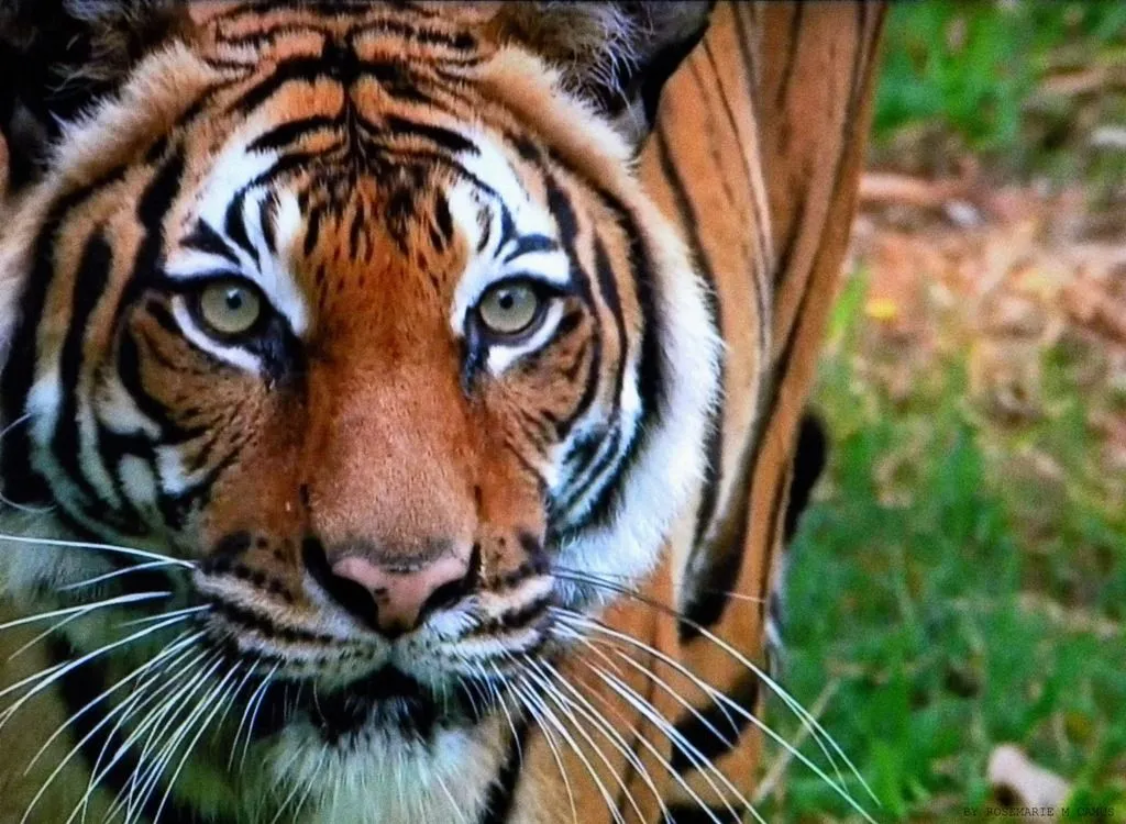 POESÍA Y TRANSICIONES: EL TIGRE DE BENGALA...