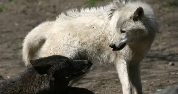 El lobo negro, el primer animal modificado genéticamente por el ...