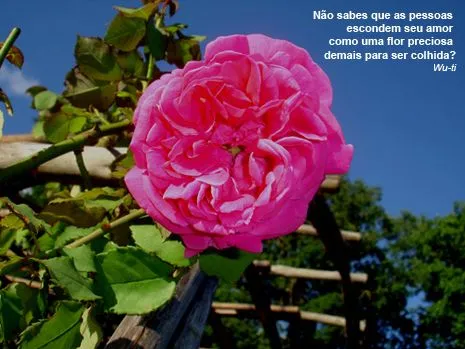 Poesias e Mensagens Lindas