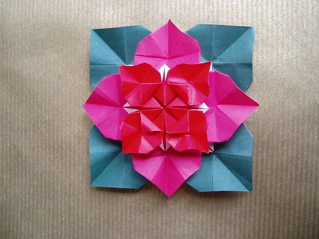 Poinsettia de Marcela Brina | Flickr - Photo Sharing!