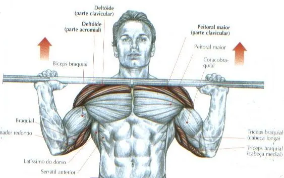 POINT SAÚDE: SAIBA quais são os exercicios de base na musculação!