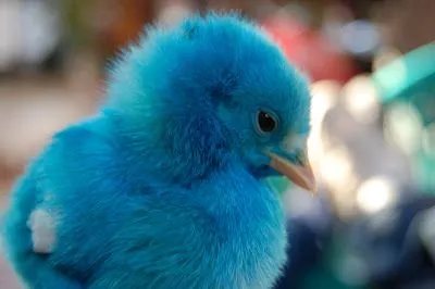 Pollito Azul.