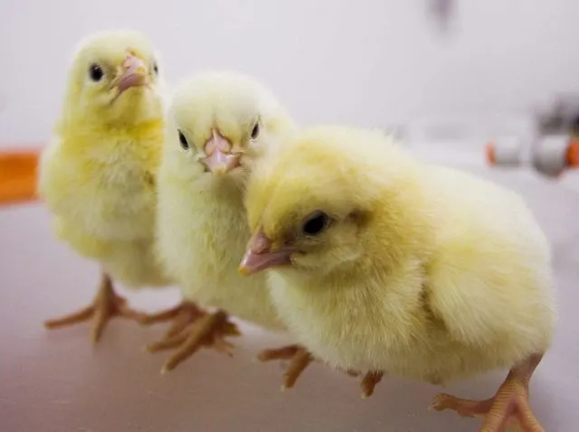 Pollitos recién nacidos en una granja avícola de Burgos. Reuters ...