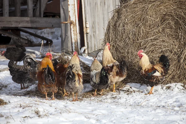 pollos de corral en la nieve cubrieron corral — Foto stock © ints ...