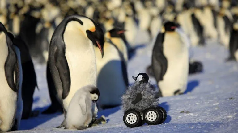 Un polluelo robot logra engañar a pingüinos reales | Animales ...