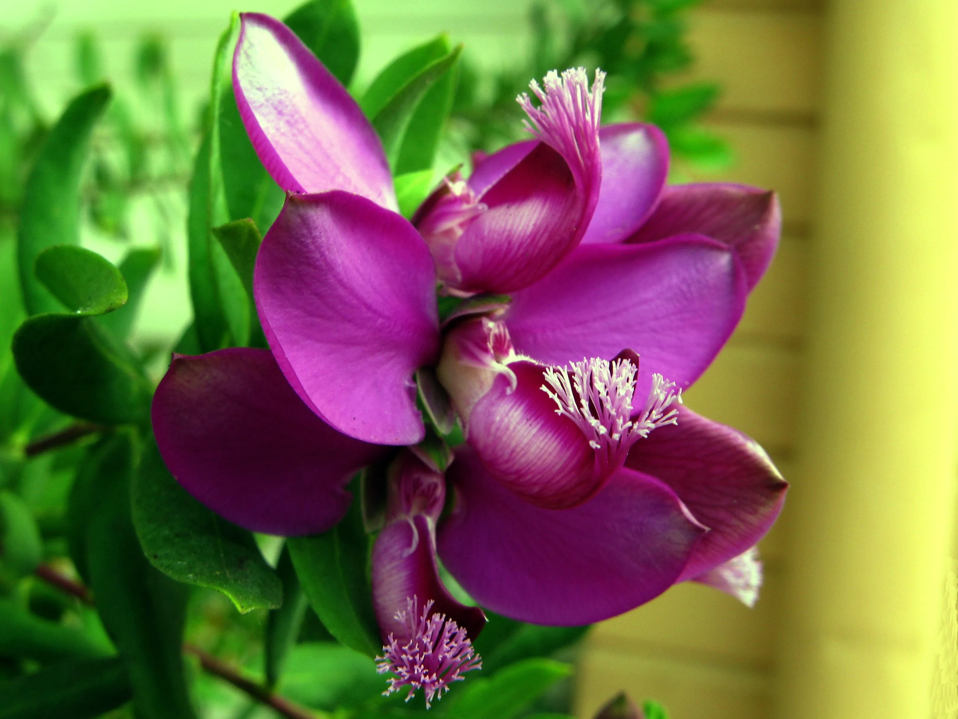 Polygala myrtifolia * moradas | Flickr - Photo Sharing!