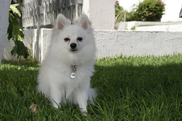 Pomerania Blanco busca novia!! en Guadalajara en Guadalajara