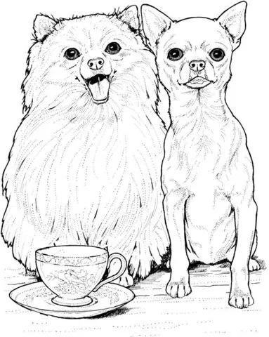 Pomeranian dog and Chihuahua coloring page | Super Coloring