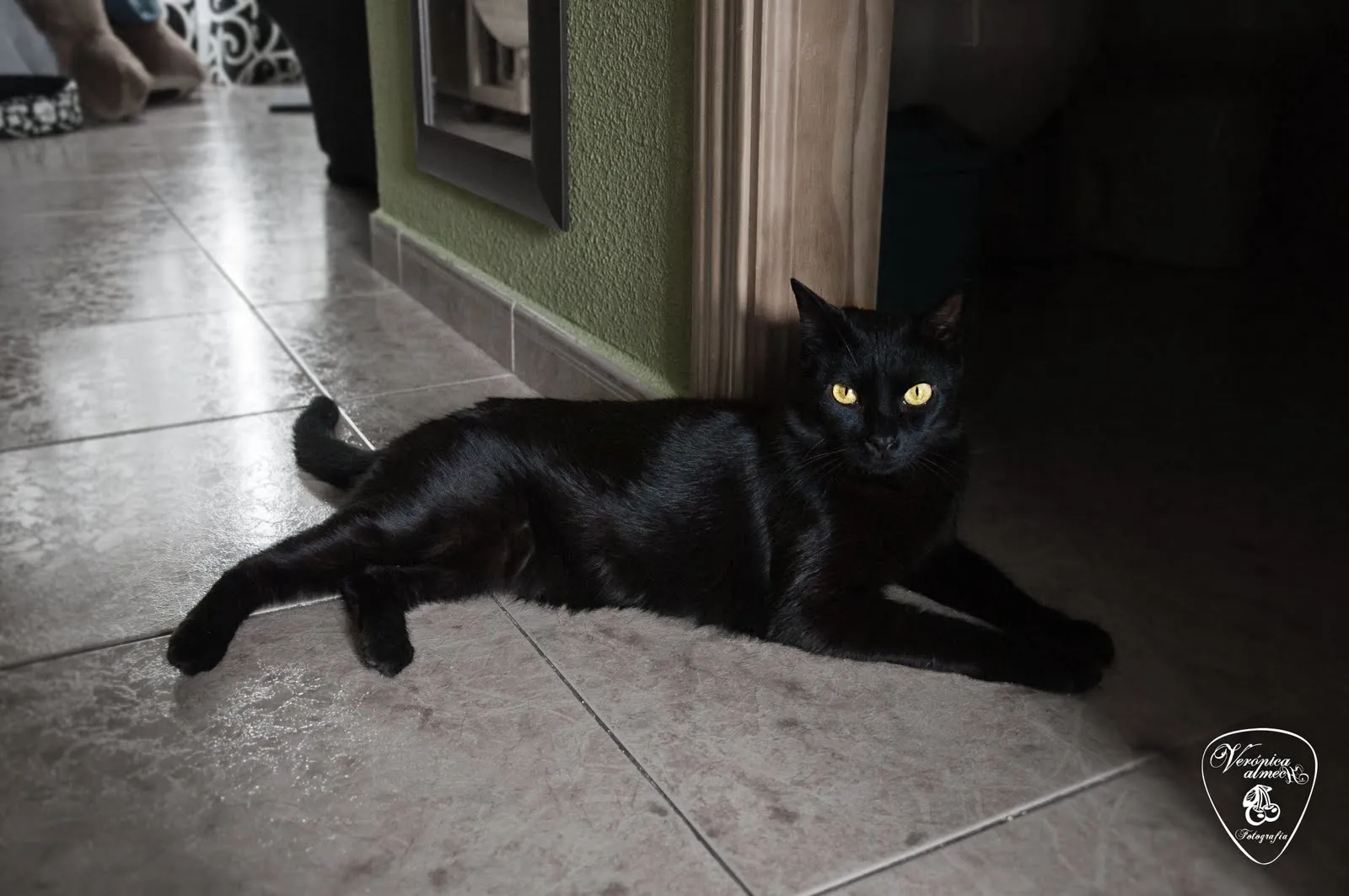 Pon un gato negro en tu vida: Gatitos en adopción por la ...