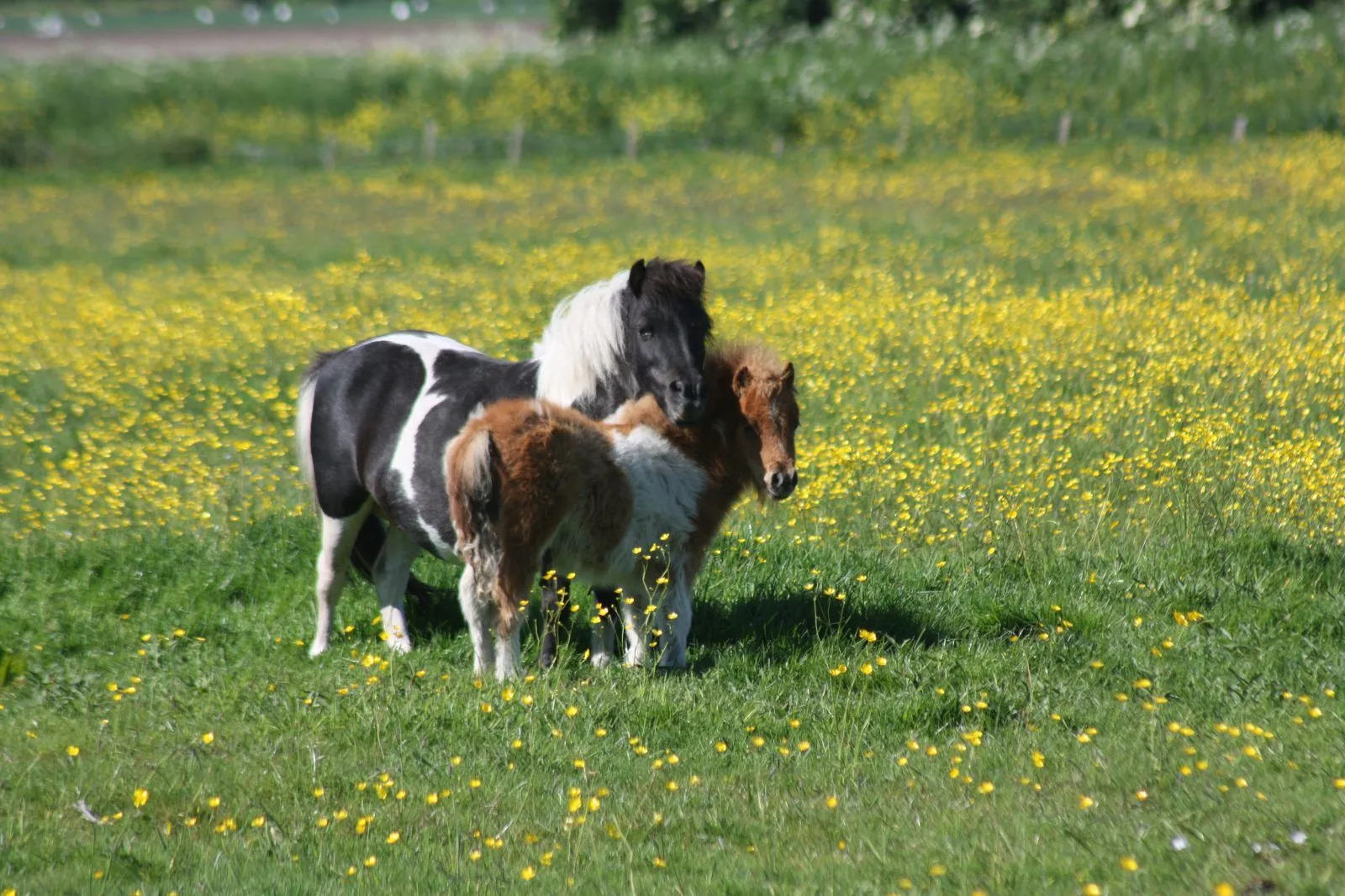 ponis-de-shetland.jpg