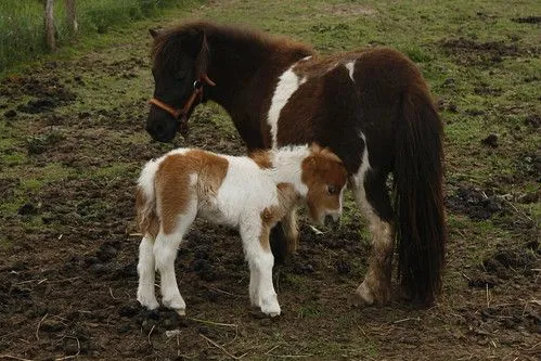 Ponis - a photo on Flickriver