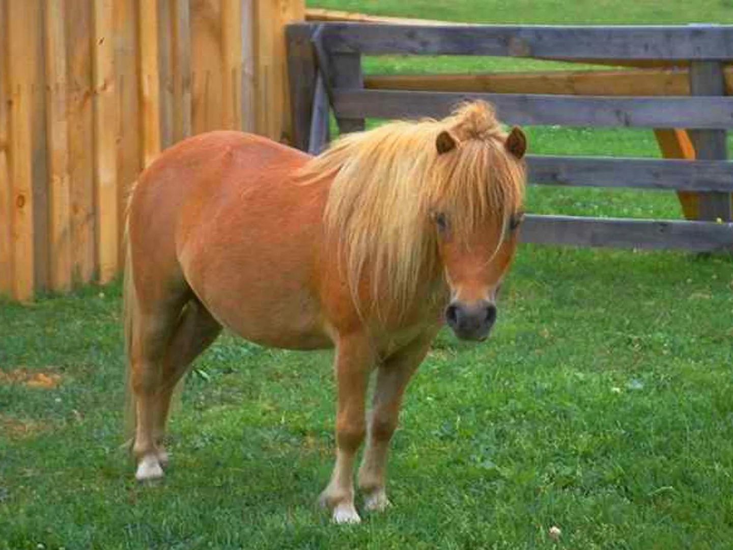 Ponis de Shetland