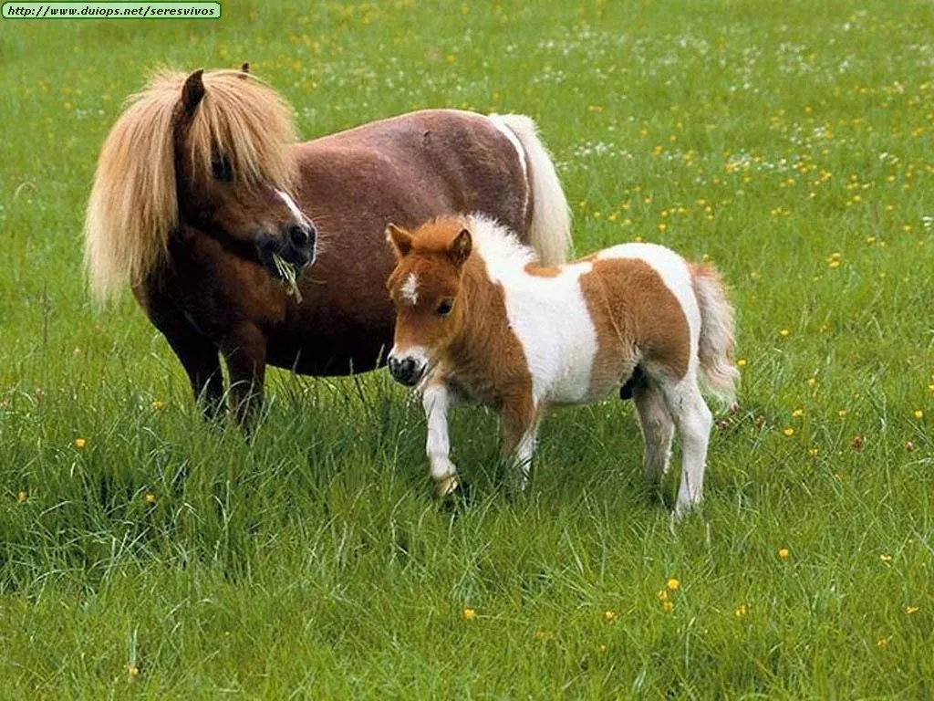 los ponis - Taringa!