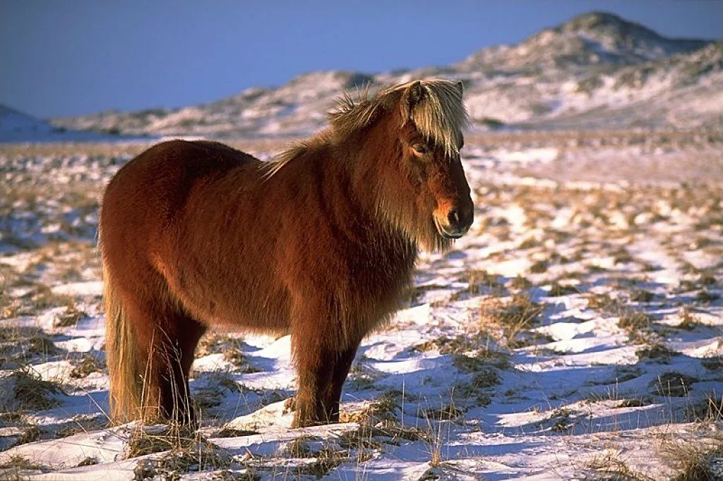 Un pony guía para una ciega | Cuidar de tu mascota es facilisimo.