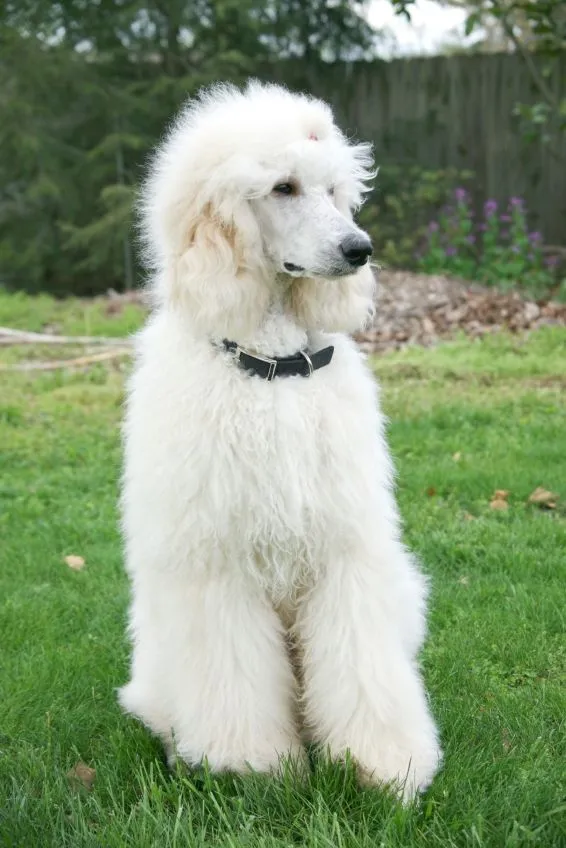 Poodle (Standard) | Dog Breed Health