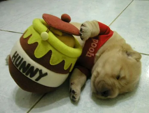 Pooh - Fotos de perros - Humor12.com