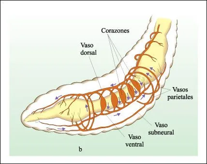porifero, celenteros, nematelmintos, anelidos y platelmintos ...