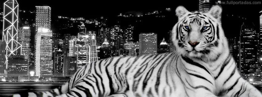 Portada para facebook de Tigre de bengala blanco y negro