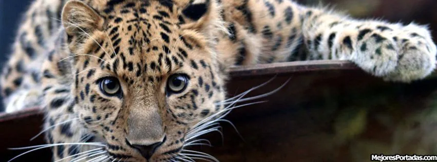 PORTADAS FACEBOOK, TIMELINE, BIOGRAFÍA...: Ojos Leopardo - Mejores ...