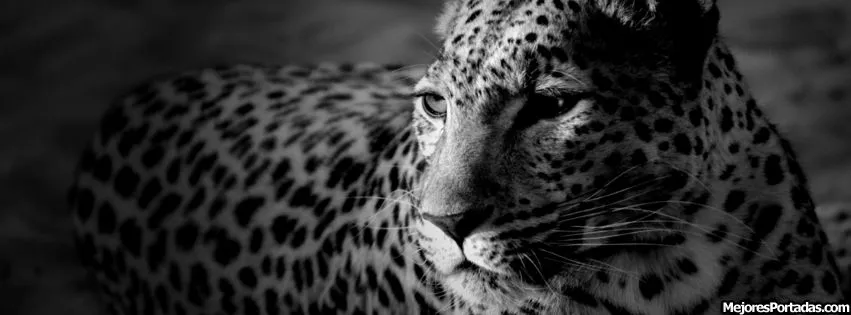 PORTADAS FACEBOOK, TIMELINE, BIOGRAFÍA...: Jaguar blanco y negro ...