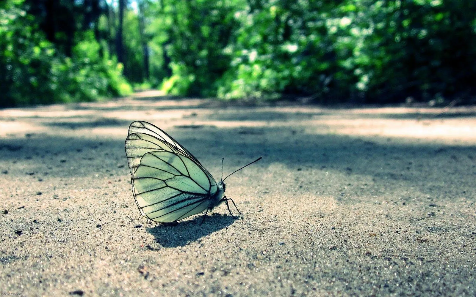 Portadas de Mariposas para Facebook - Portadas para facebook