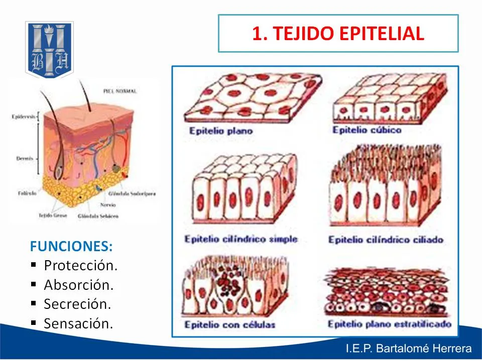 EL PORTAL DE LA BIOLOGÍA: II UNIDAD - 2° SECUNDARIA - TEJIDOS ANIMALES