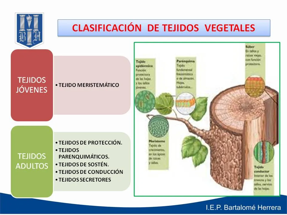 EL PORTAL DE LA BIOLOGÍA: II UNIDAD - 3° SECUNDARIA - TEJIDOS ...