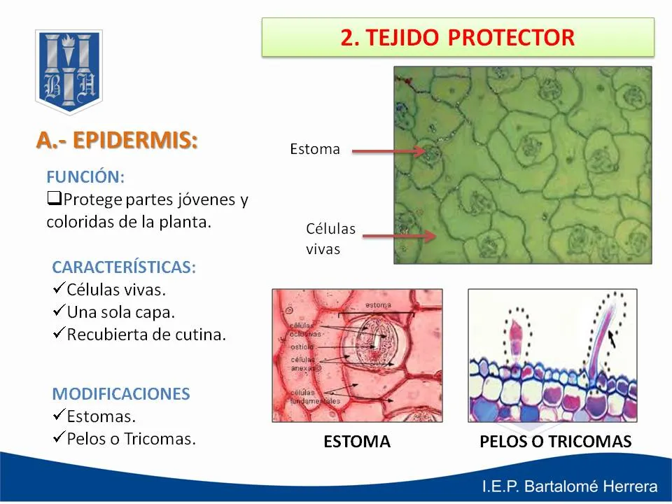 EL PORTAL DE LA BIOLOGÍA: II UNIDAD - 3° SECUNDARIA - TEJIDOS ...