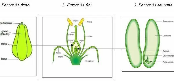 Portal do Professor - “Mandala: uma forma divertida de estudar as ...