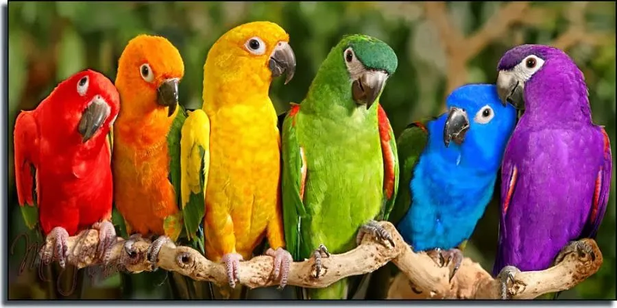 Portal de imágenes de animales: Aves coloridas: loros