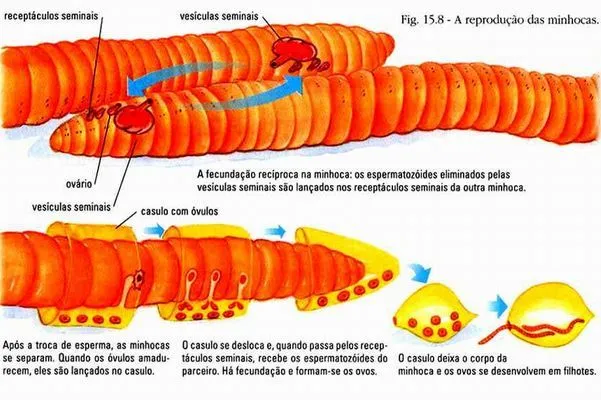 Portal del Profesor - O sexo das minhocas