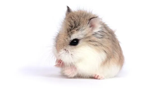 Port_Prob1_e6m5E: Act_4 Población (