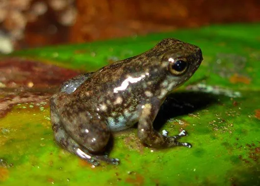 posadauribe.blogspot.com: 10 nuevas especies de ranas en Colombia