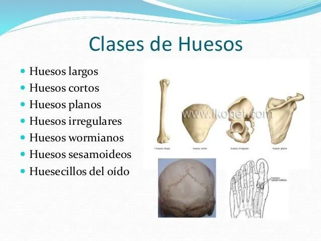 posiciones-anatomicas-y- ...