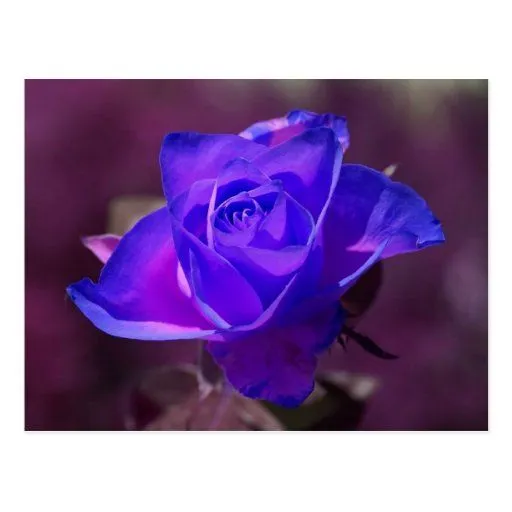 Postal color de rosa de color morado oscuro | Zazzle