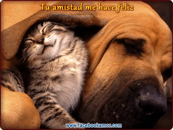 Postales de amistad perro y gato para facebook - Imagenes de Amor ...