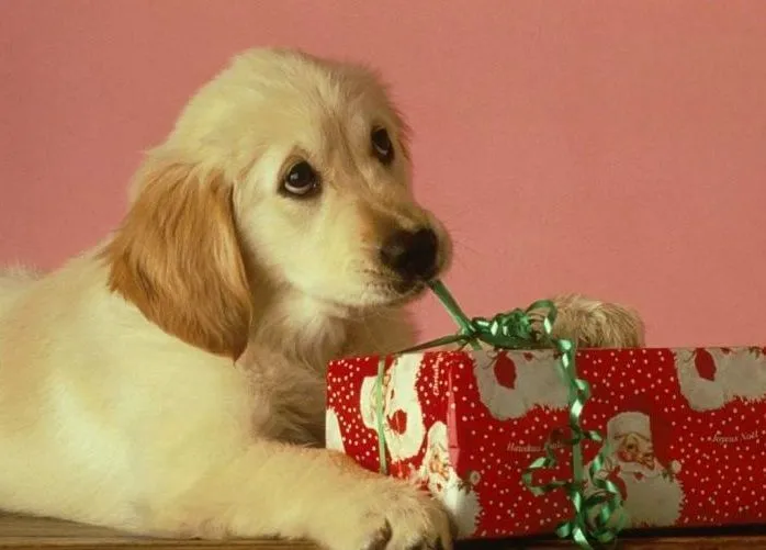 Postales de animales para Navidad