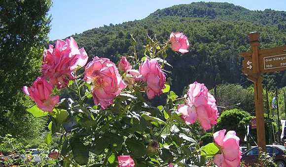 Postales de Flores Rosas en San Martin de los Andes - Postal 322